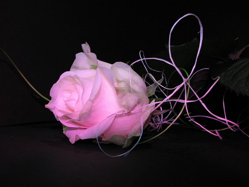 Rosa rosa, 3d, rosas, Fondo de pantalla HD | Peakpx