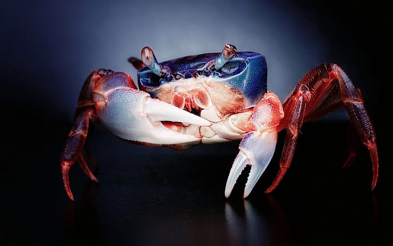 Beautiful crab, red, claw, black, white, animal, blue, crab, HD wallpaper