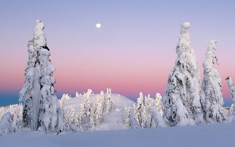 Full moon over frozen dusk, sunset, frosty, moon, pine, full moon, sunrise, HD wallpaper |