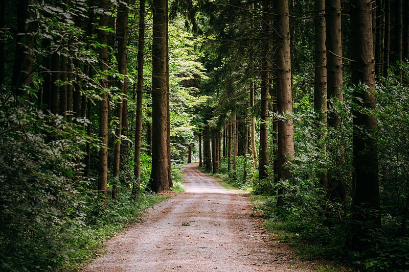 road, trees, path, forest, HD wallpaper
