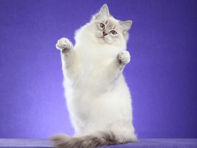 Ragdoll cat, cute, ragdoll, cat, kitten, animal, HD wallpaper | Peakpx