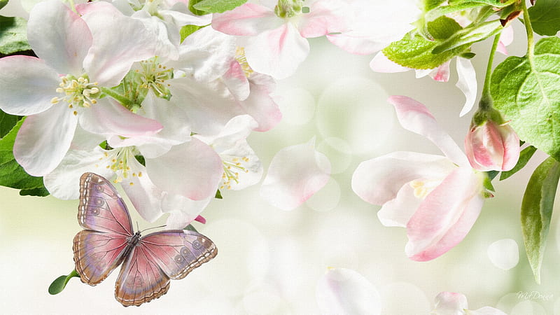 Sakura Blossoms, sakura, firefox persona, soft, spring, cherry blossoms, bokeh, butterfly, summer, bubbles, pink, light, HD wallpaper
