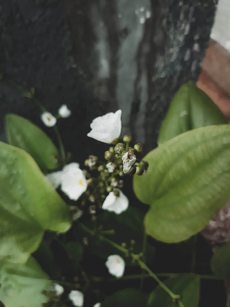 Melati Air, bunga, clover, flower, jars, jasmine, leaf, putih, watery, white, HD phone wallpaper