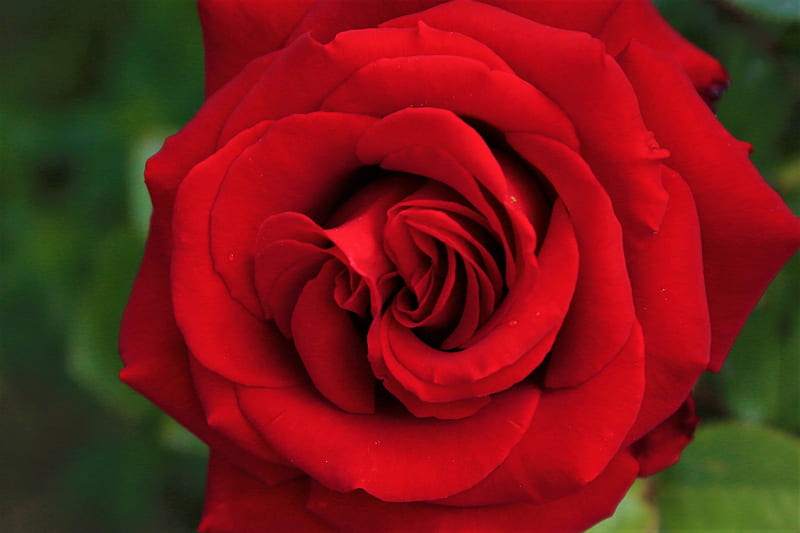 Red rose in close up graphy, HD wallpaper | Peakpx