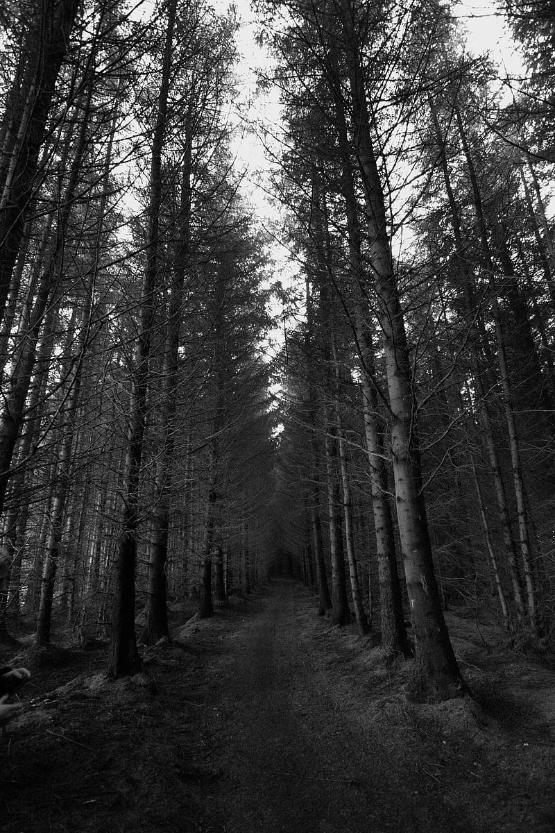 forest, trees, bw, path, autumn, gloomy, HD phone wallpaper