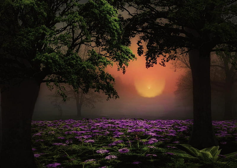 An enchanted valley, purple flowers, bonito, sunset, lawn, trees, HD wallpaper
