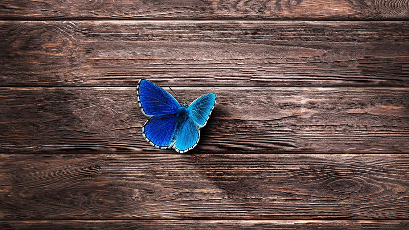 Blue Butterfly On Wooden Table Minimalist, HD wallpaper