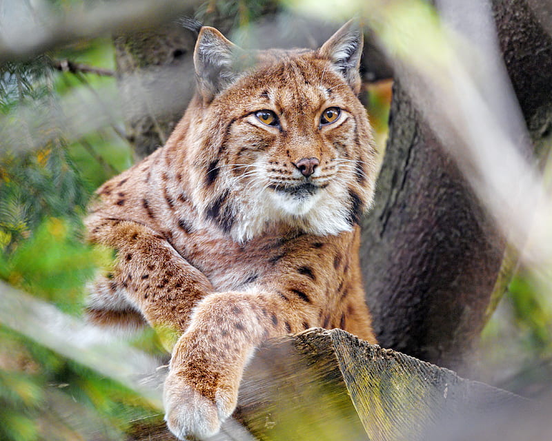 Lynx, wild cats, looking away, predator, close-up, Animal, HD wallpaper ...