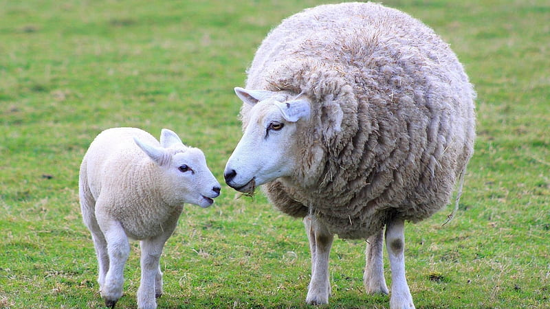 mother and child, ewe, lamb, sheep, animal, HD wallpaper