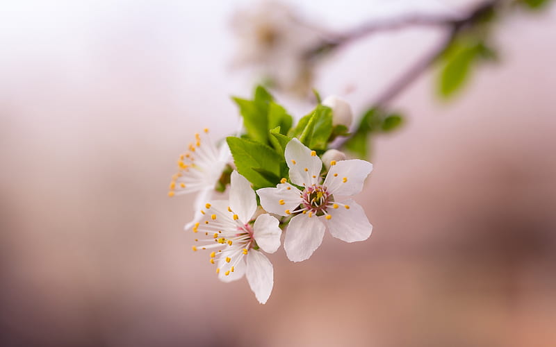 Spring bloom blooming flower-Nature, HD wallpaper