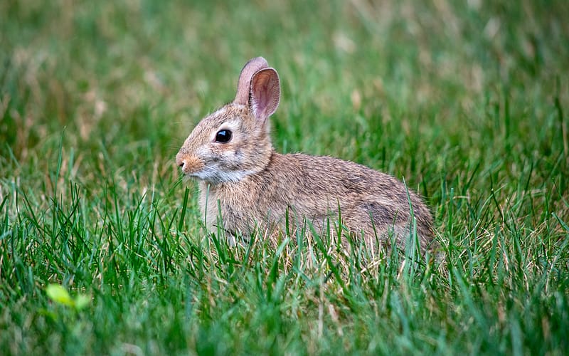 Eastern Cottontail Rabbit, bunnie, cottontail, rabbit, eastern, animal, HD wallpaper