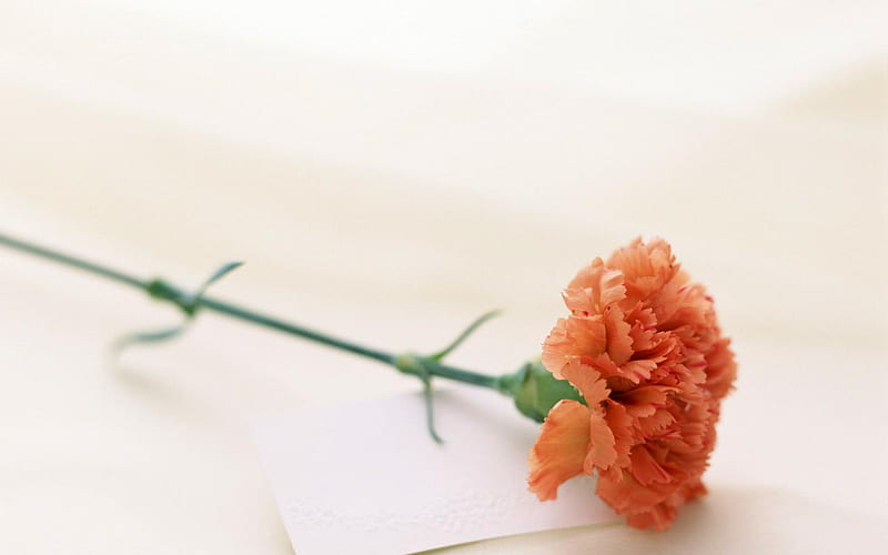 Dianthus, nice, flower, beauty, nature, paper, HD wallpaper