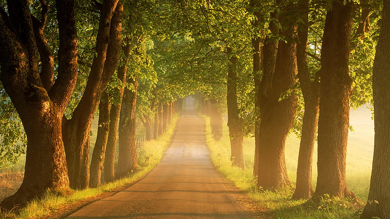 Tree-Lined Country Road at Sunrise, Sweden, tree, lined, bonito, sunrise, country, road, sweden, light, HD wallpaper