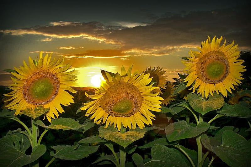 Sunflowers Sunset, art , sunflowers, three, bonito, sunset, sky, field, HD wallpaper