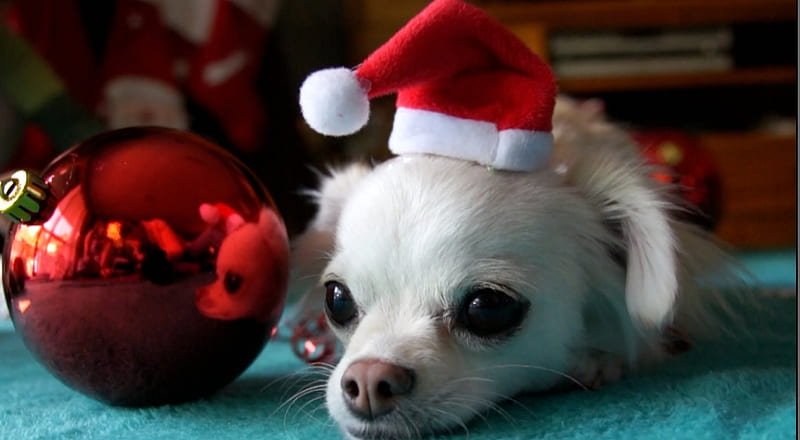 Little Santa, red, ball, chihuahua, christmas, adorable, white, HD wallpaper