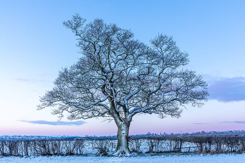 oak, tree, snow, field, winter, HD wallpaper