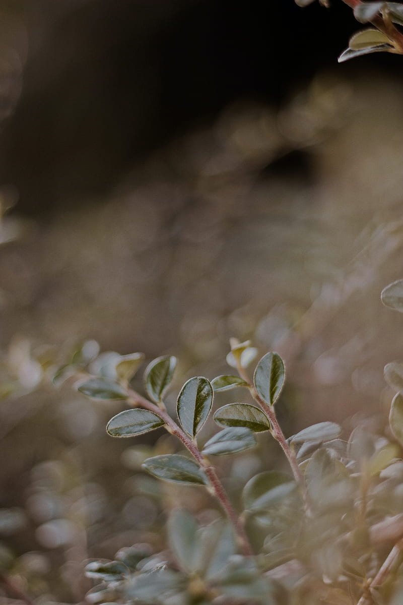 plant, leaves, macro, veins, blur, HD phone wallpaper