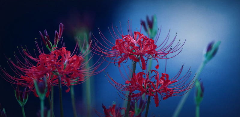 Share more than 71 red spider lily anime best - in.duhocakina