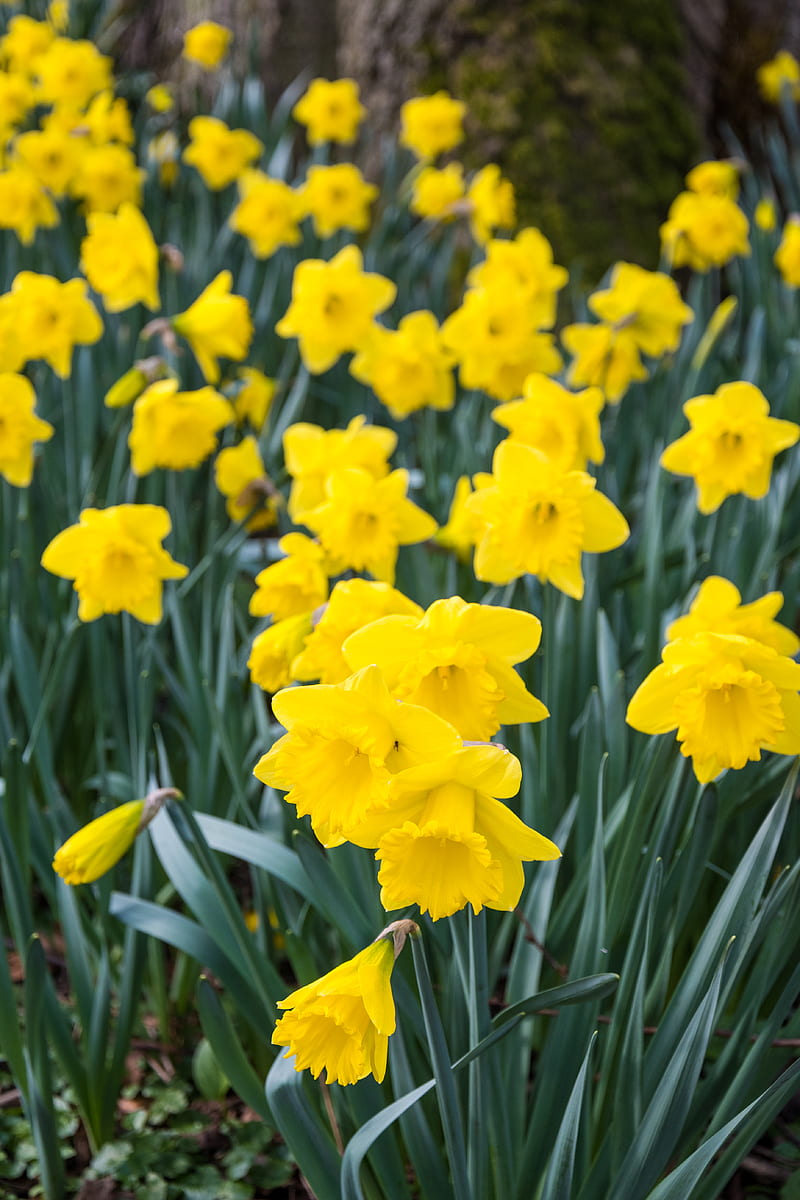 daffodils, flowers, yellow, HD phone wallpaper
