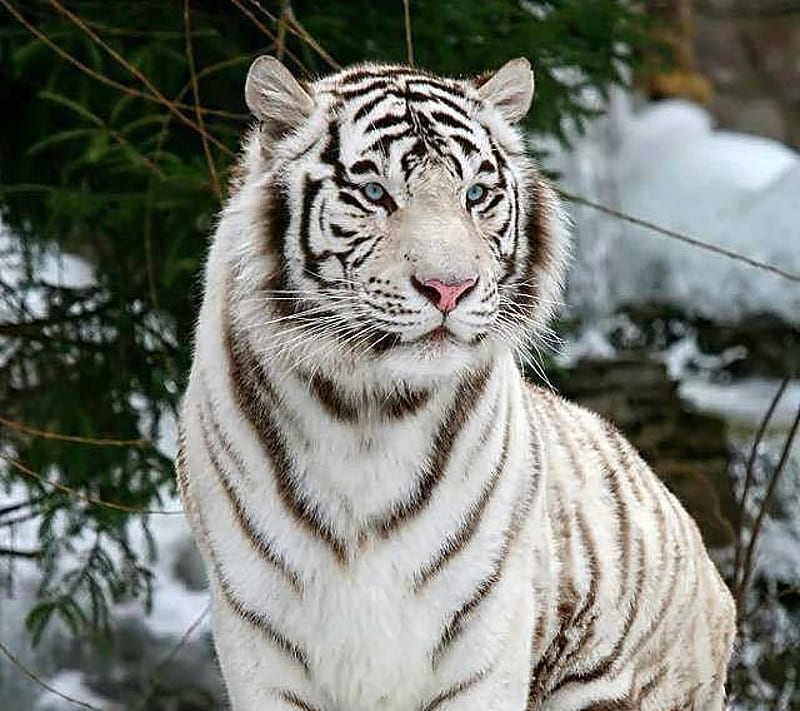 white tiger, animals, big cats, white tigers, HD wallpaper