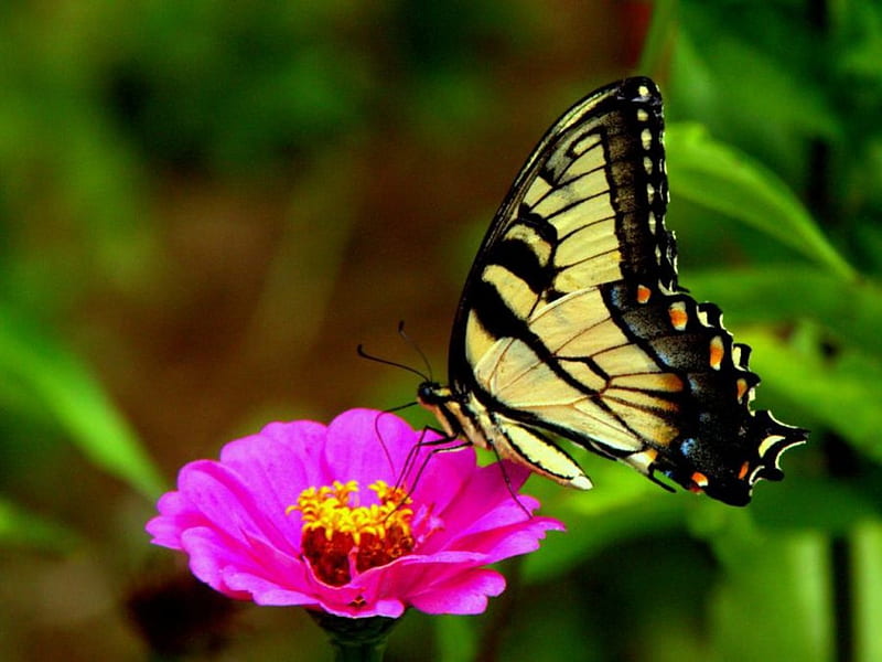 The Swallowtail, Swallowtail, butterfly, flower, black, yellow, pink, HD wallpaper