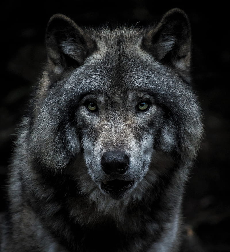 wolf, predator, gray, face, HD phone wallpaper