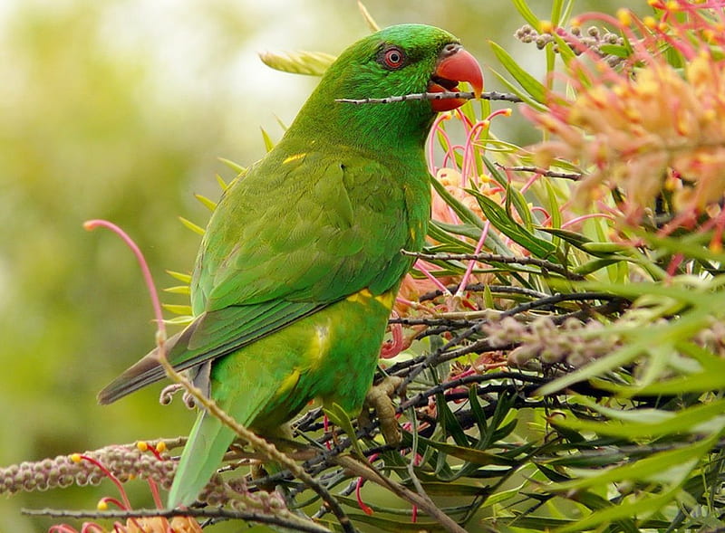 Parrot in Grevillea, green parrot, grevillea bush, HD wallpaper