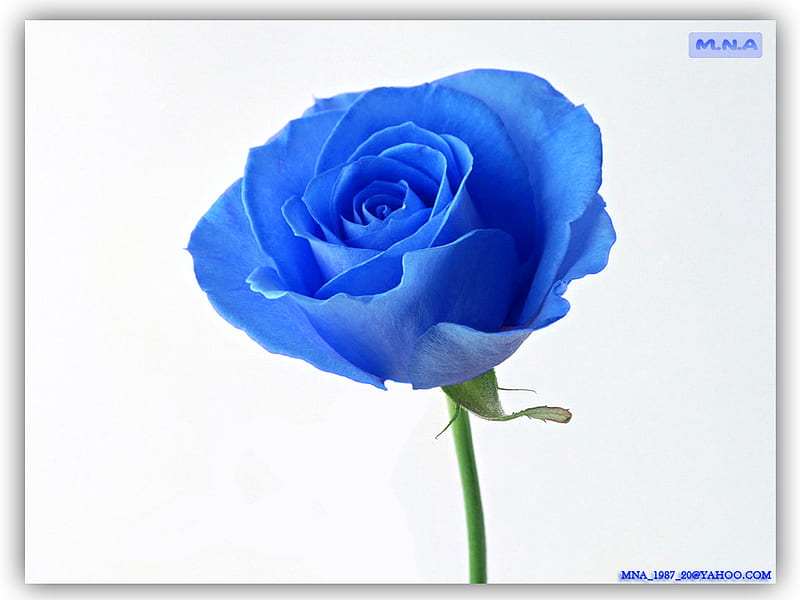 Blue Flower, world, art, rose, graphic design, technique, graphic, flower, flowers, nature, hop, mna, HD wallpaper