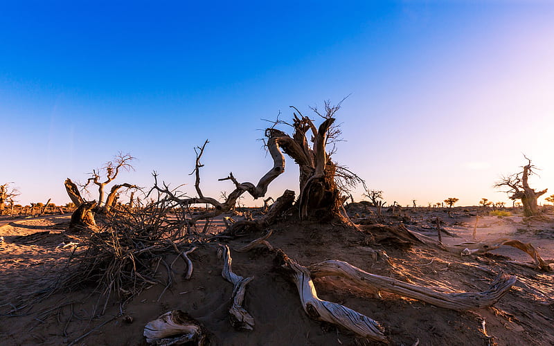 Xinjiang Dried Poplar Desolate Gobi Sunset, HD wallpaper