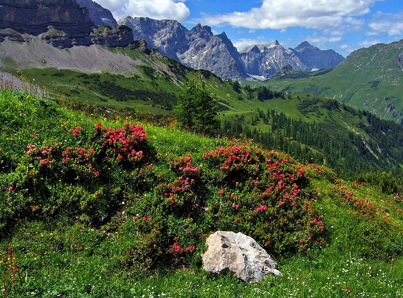 Tirol - Austria, ricks, Austria, grass, bonito, Tirol, mountain, nice, stones, green, cliffs, wildflowers, peaks, flowers, hills, rpetty, lovely, sky, paradise, slope, summer, nature, HD wallpaper