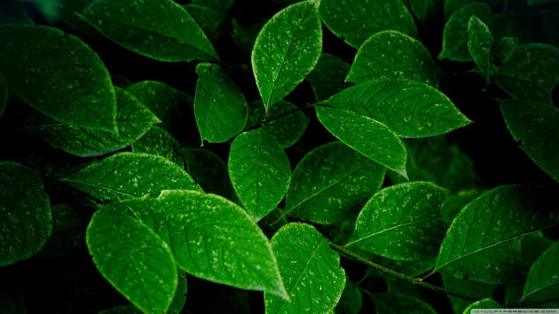 Green Leaves - r, leaves, graphy, green leaves, green, HD wallpaper