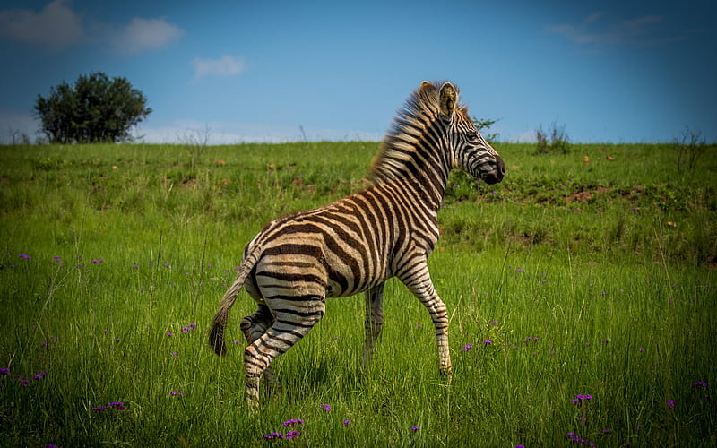 small zebra, wildlife, green grass, zebras, zebra cub, Africa, wild animals, HD wallpaper