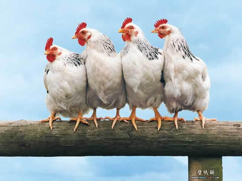 funny animal rooster in seminar 800x600. jpg, rooster, seminar, funny, four, HD wallpaper