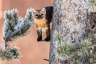 A marten in a tree, graphed on February 12, 2017, Large paws, Marten,  Martes, HD wallpaper | Peakpx