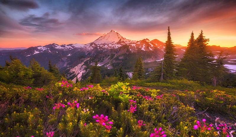 Mount Baker Sunset, forest, colors, bonito, spring, sky, clouds, volcano, Cascade Range, mountains, wildflowers, Washington State, flowers, snowy peaks, HD wallpaper
