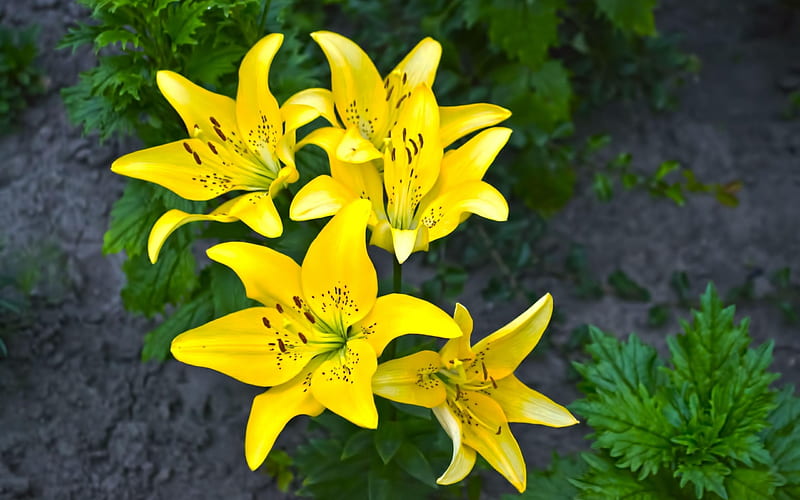 lilies yellow flower-Beautiful flowers, HD wallpaper