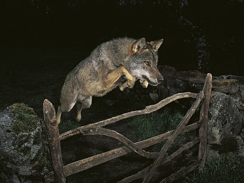 Wolf's Leap, fence, wolf, jumping, animals, HD wallpaper