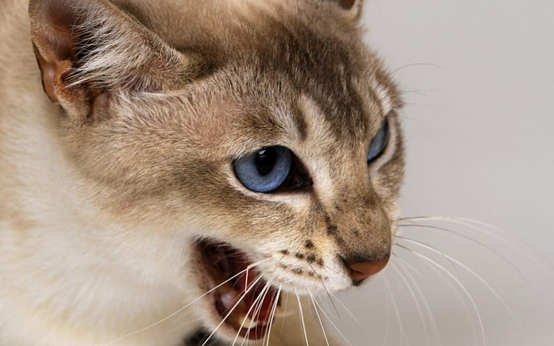 Yawning, white, cat, blue eyes, animal, HD wallpaper