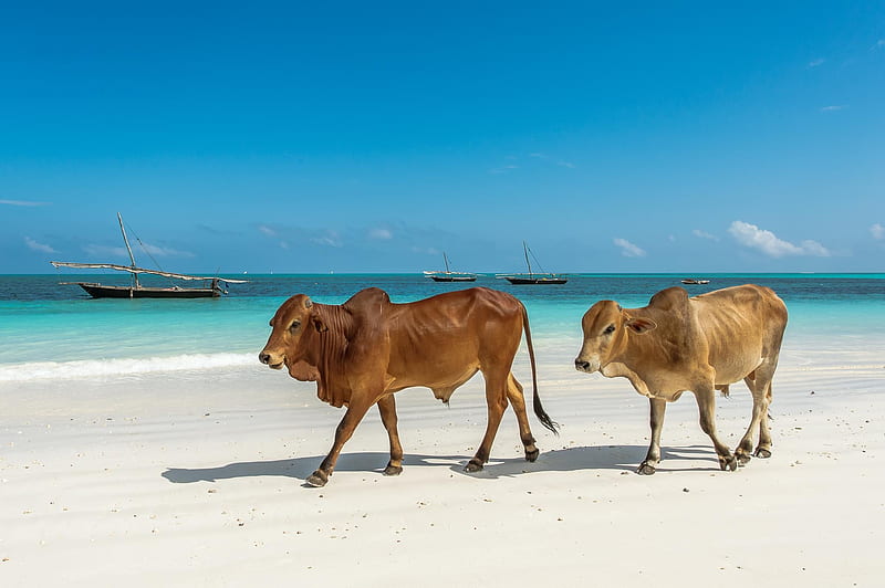 Cows on the beach, beach, vara, cow, water, couple, sea, animal, blue, summer, HD wallpaper