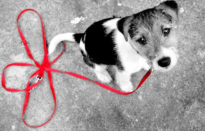 Please!, please, doggy, leash, dog, HD wallpaper