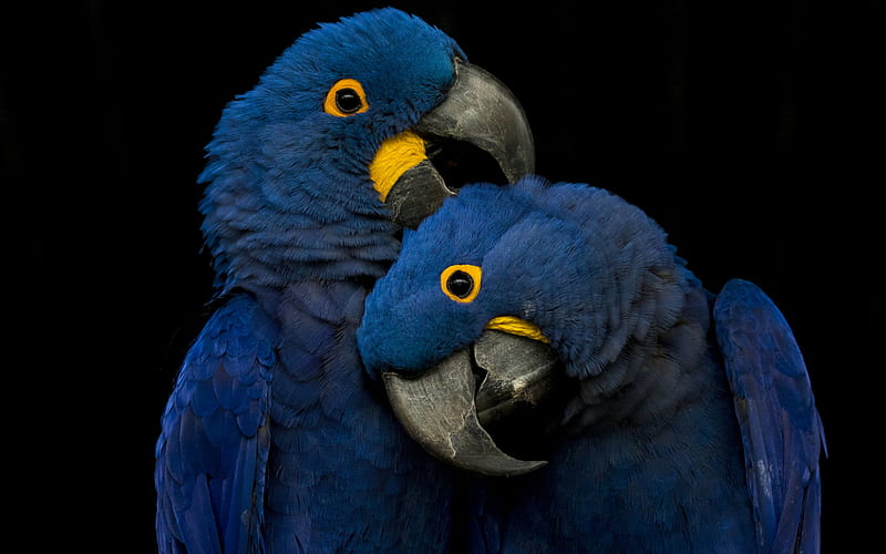 Hyacinth macaw, couple, blue parrots, beautiful blue birds, parrots, blue  macaw, HD wallpaper | Peakpx