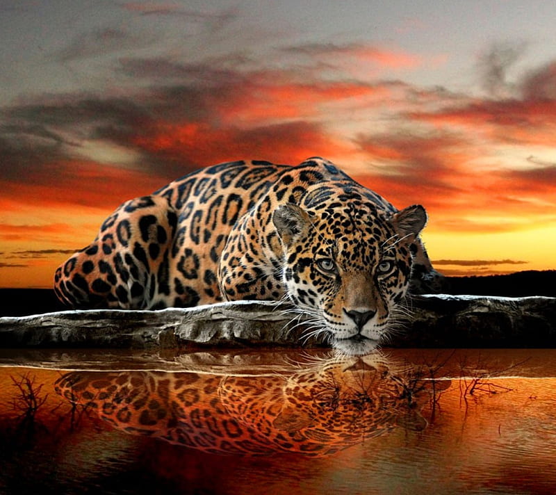 Jaguar, pets, resting, HD wallpaper