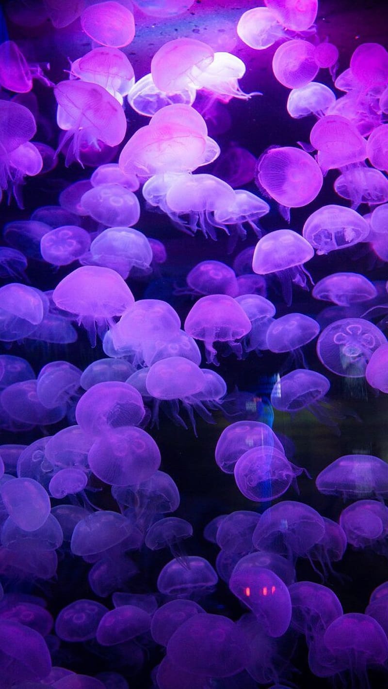 Aesthetic Purple Jellyfish, aesthetic purple, purple jellyfish, light effect, HD phone wallpaper