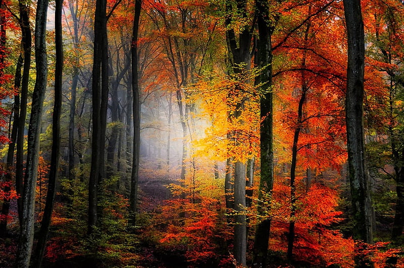 Light Colors, forest, fall, autumn, Light, woods, Colors, HD wallpaper ...