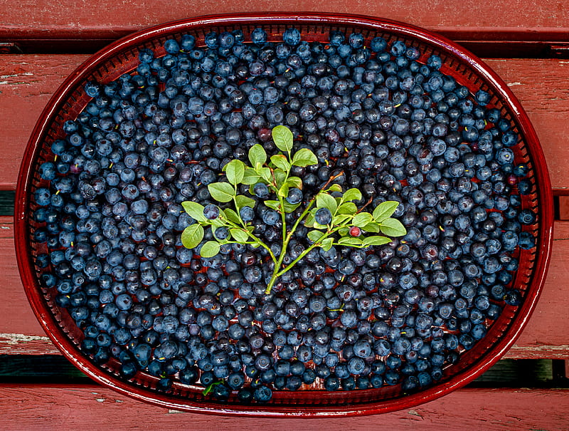 bilberries, berries, branch, leaves, HD wallpaper