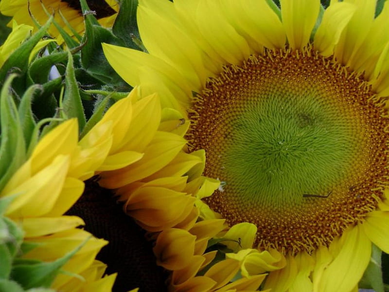 Girasoles, sin título, Fondo de pantalla HD | Peakpx