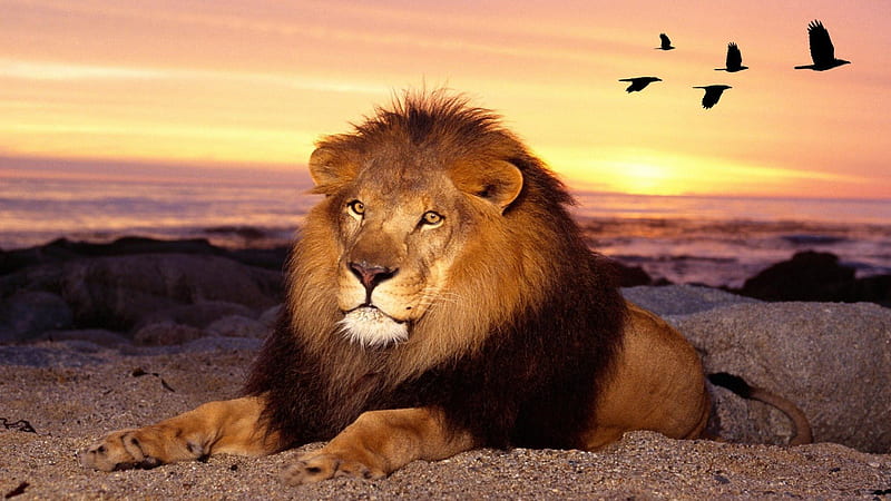 The Kings Sunset, king, desert, Africa, birds, sunset, cat, sky, lion, HD wallpaper