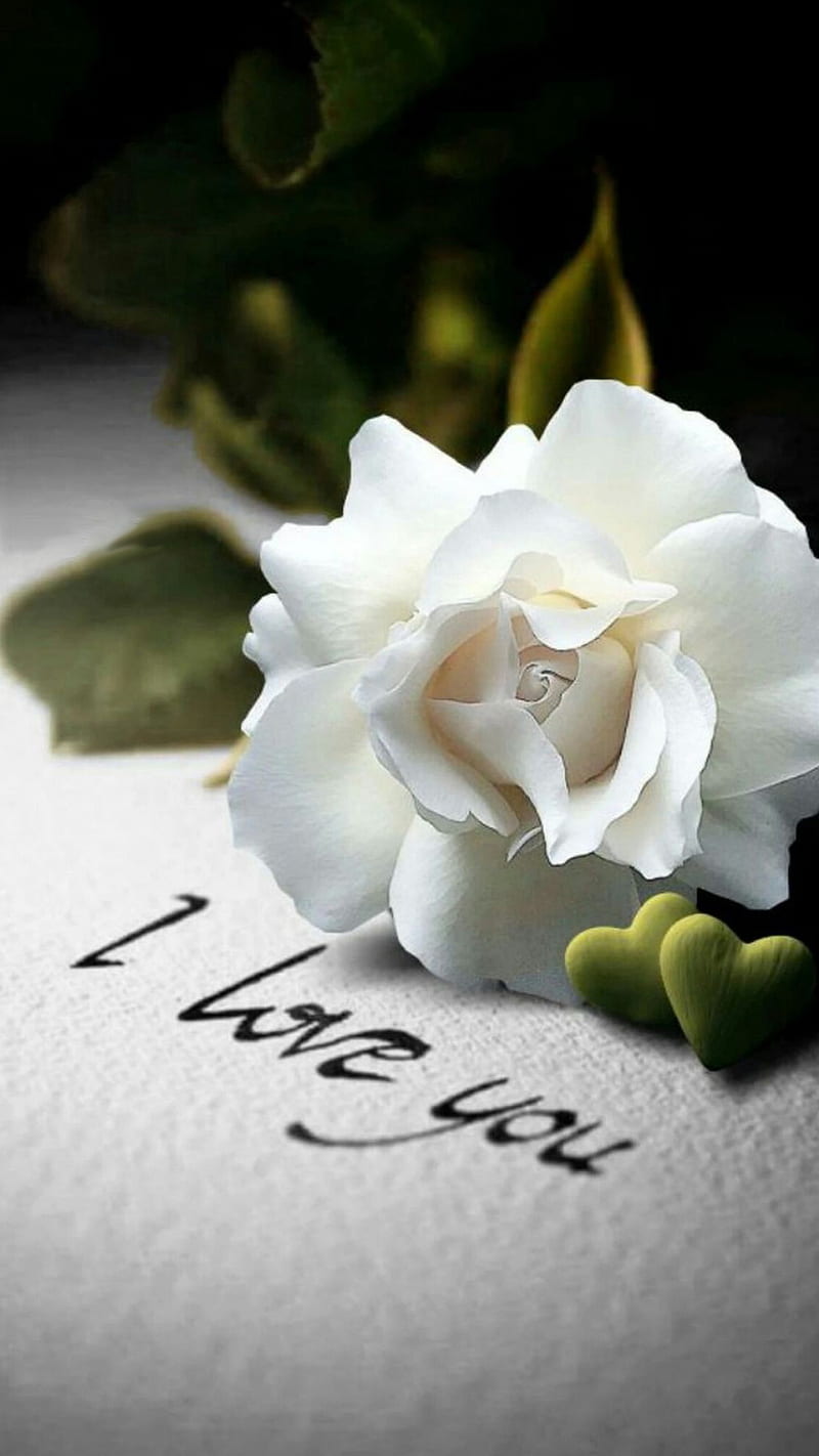 White rose, flower, love, sayings, wonderful, HD phone wallpaper | Peakpx