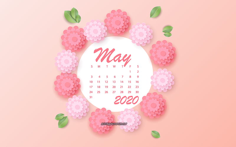 2020 May Calendar, pink spring flowers, red background, May, 2020 spring calendars, May 2020 Calendar, 2020 concepts, HD wallpaper