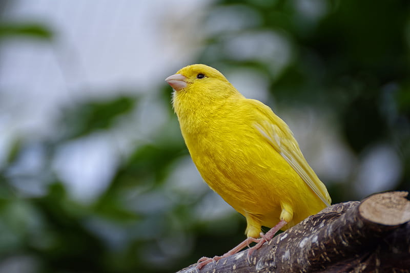Yellow Canary, canary, birds, yellow, HD wallpaper